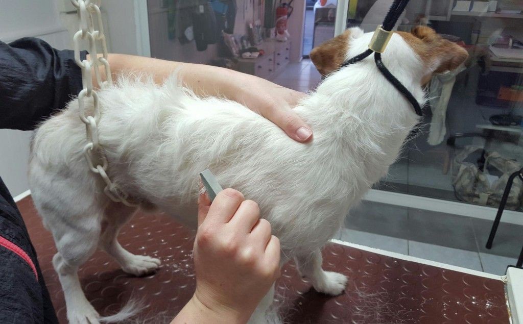 Epilation chien et chat