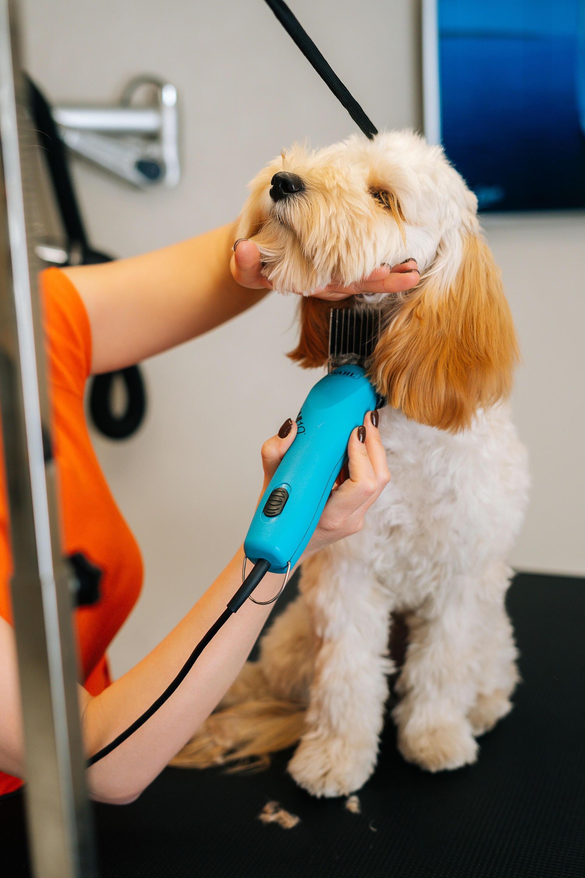 Gros plan de la dameuse coupant le chien frisé obéissant Labradoodle par une machine à couper les cheveux pour animaux à table dans le salon de toilettage.