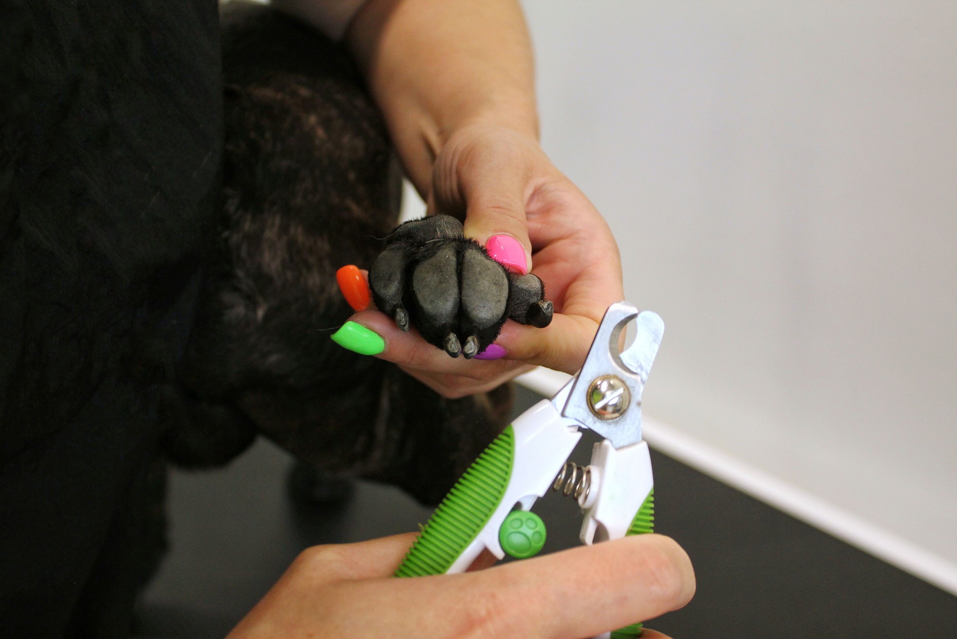 Coupe-pattes et ongles de chien dans les mains de femme du toiletteur