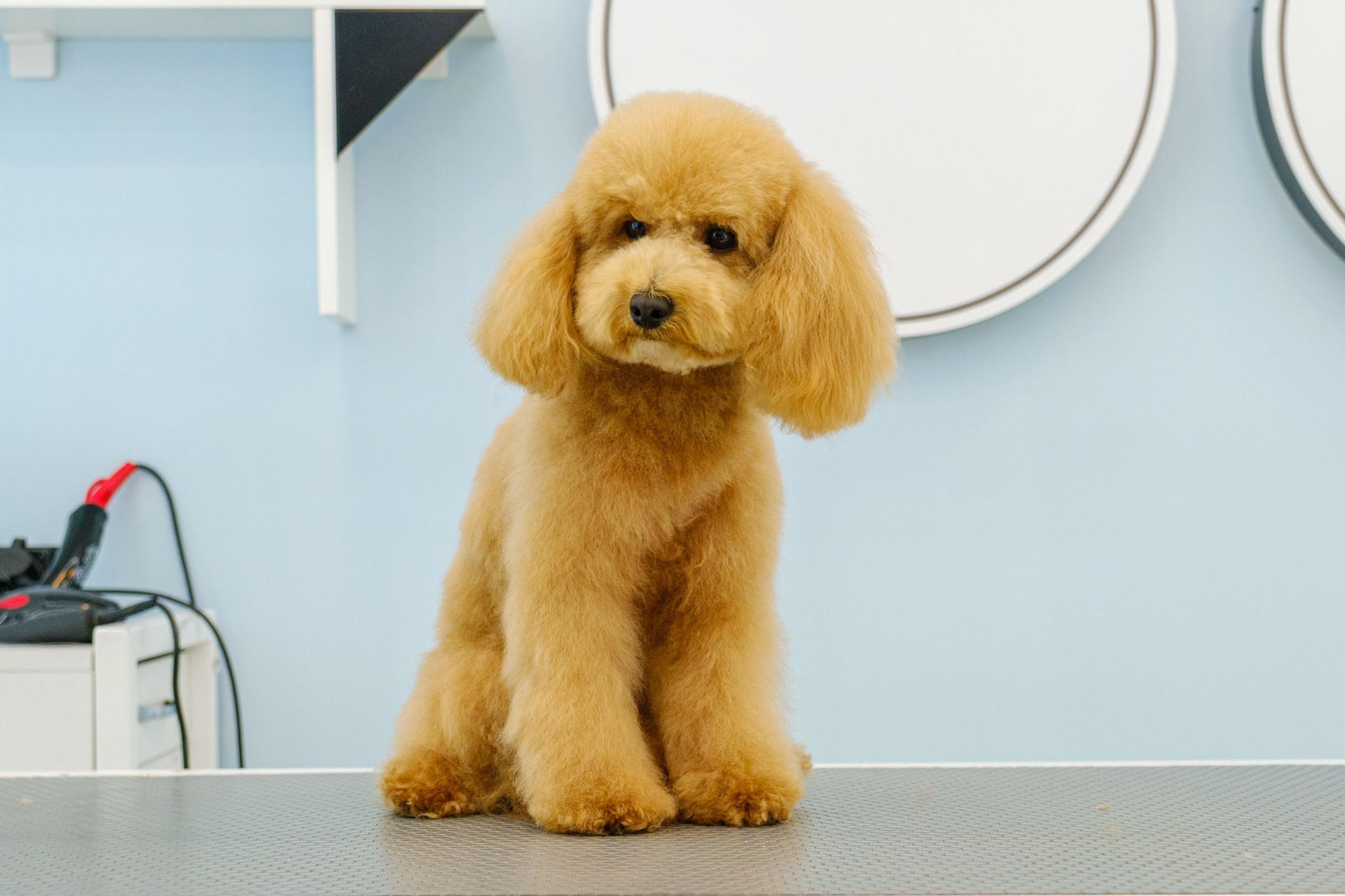The adorable pose of a Poodle dog at a pet grooming salon