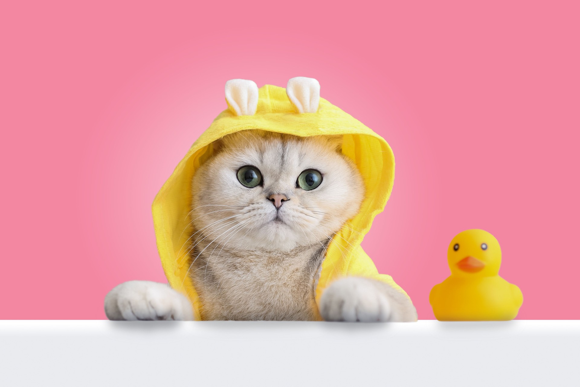 Un drôle de chat blanc dans un manteau jaune regarde d’une coquille blanche, un canard en caoutchouc jaune se tient à proximité, sur un fond rose.